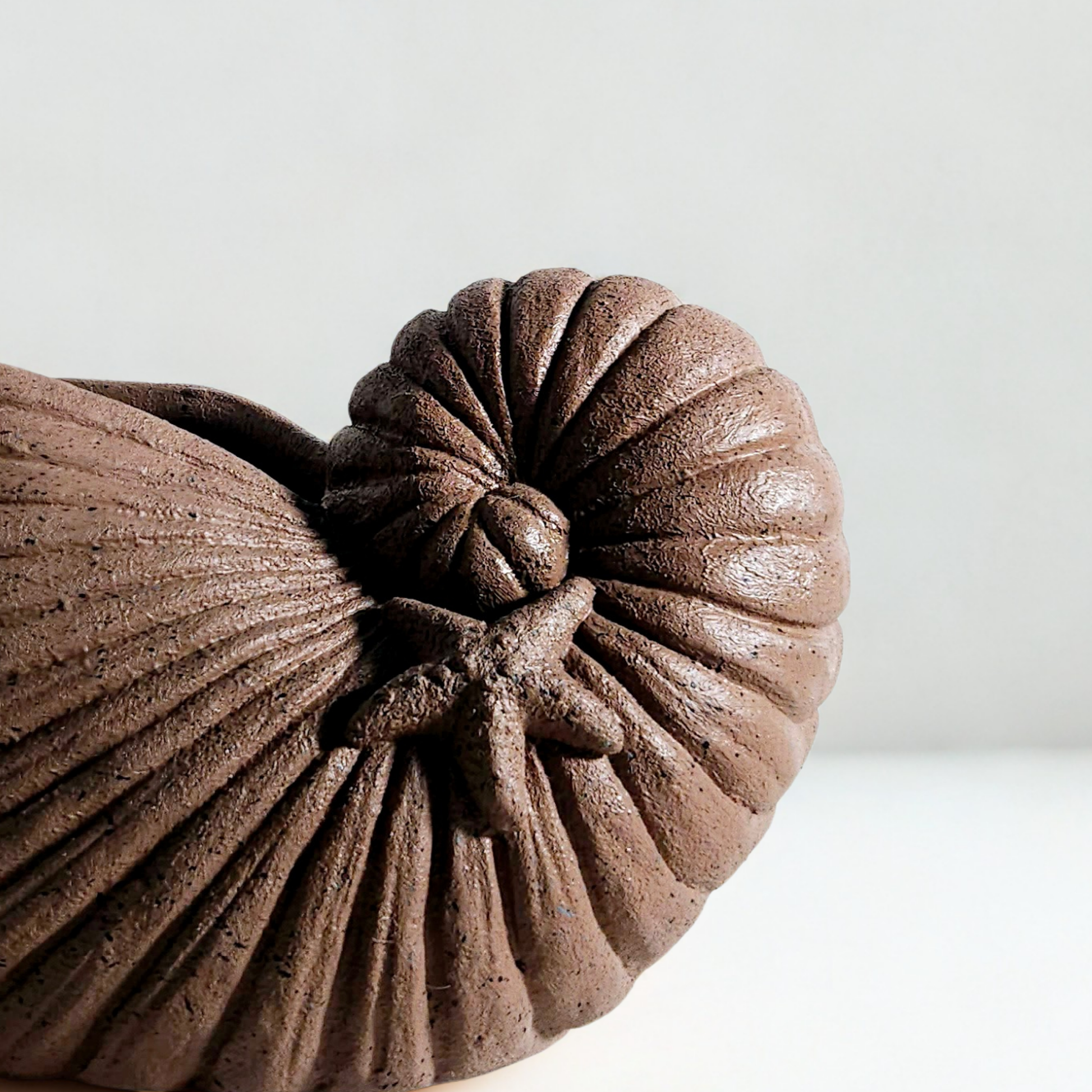 Nautilo Terracota Gigante