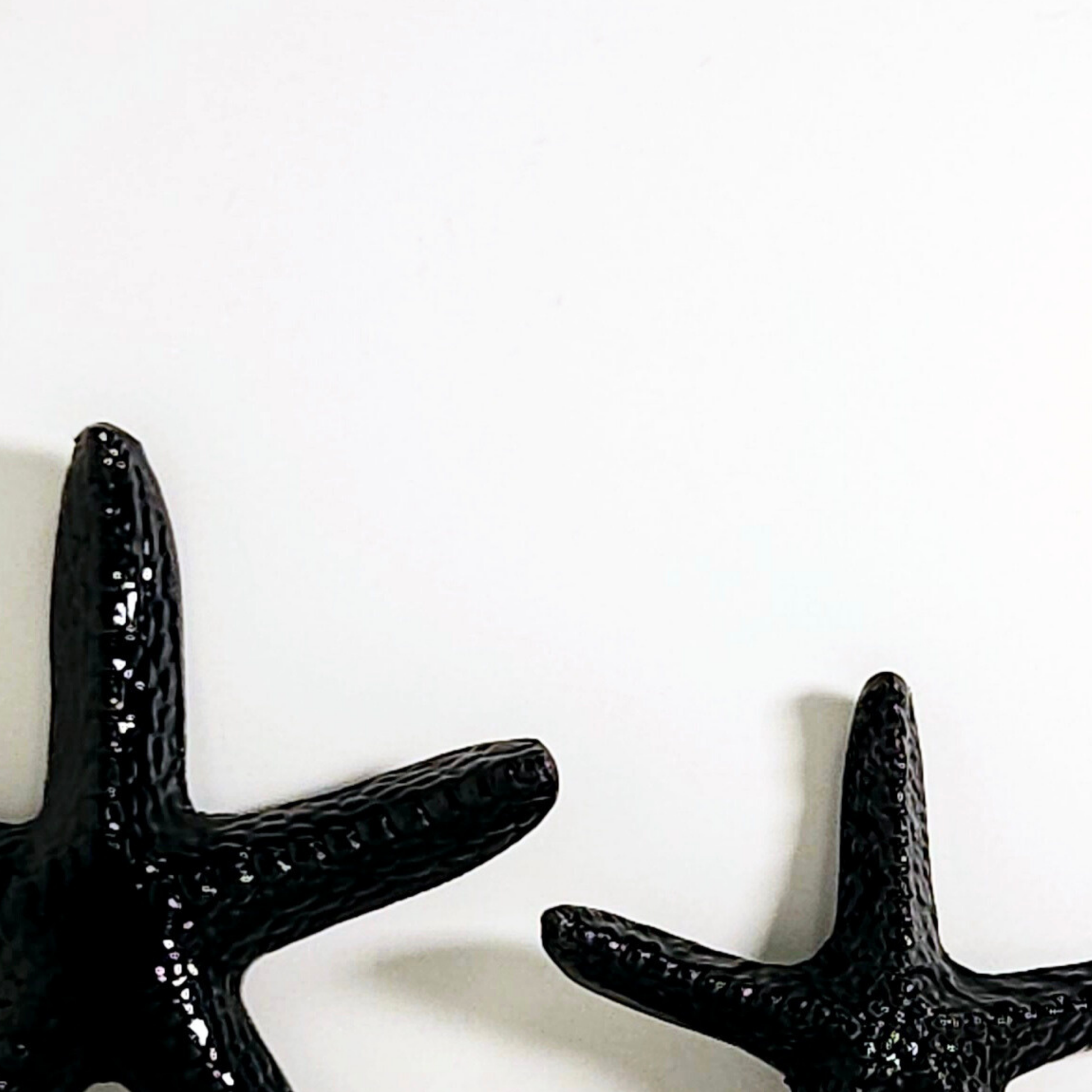 Duo Estrellas de mar